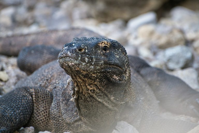 Komodo dragon rests on rocky ground