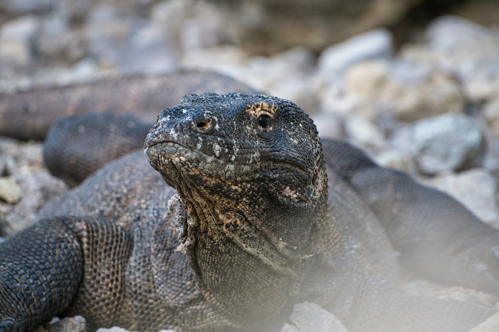 Komodo Dragons, Up Close