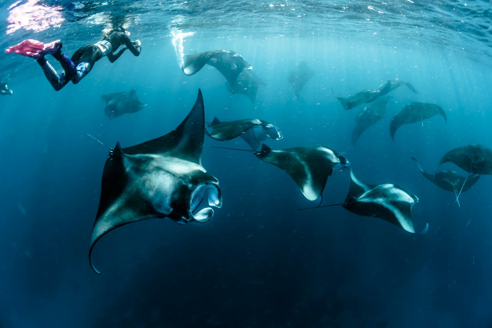 Mantas & Reef Life